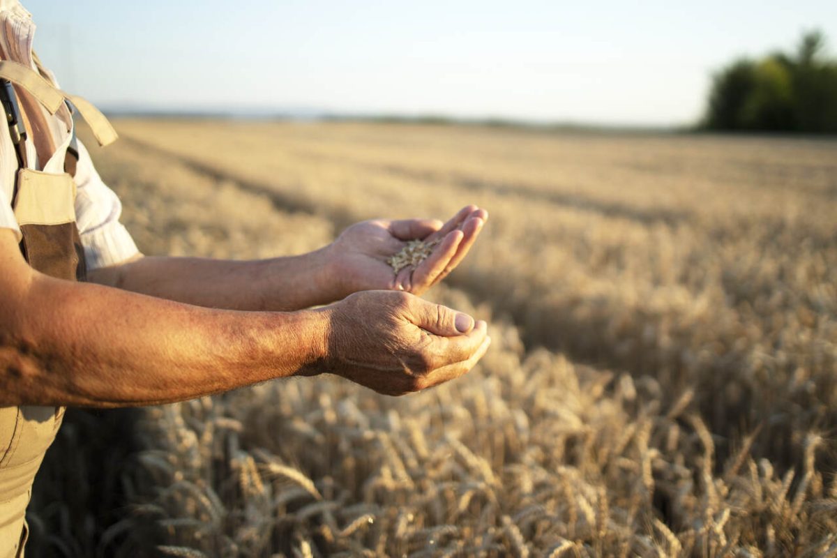 Fazendeiro mostra grãos de trigos nas mãos 