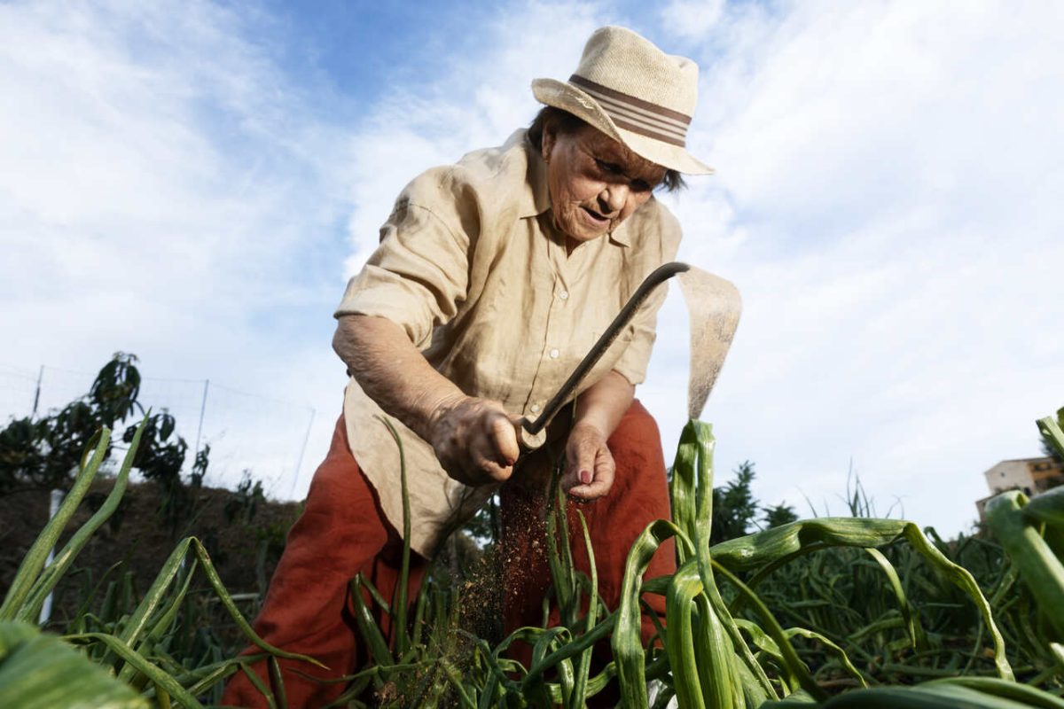 Senhora prepara campo para colheita com inchada 