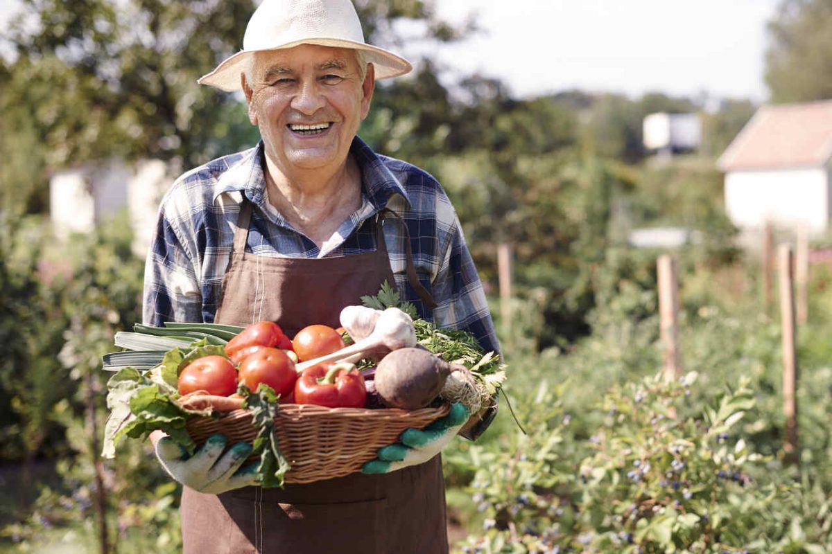 Fazendeiro sorri e mostra legumes colhidos na horta: tomates, alhos e beterrabas 